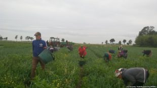 Трудова міграція українців в Польщу