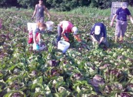 Маразм міцнішає: чому мільйонери нарекли заробітчан «ворогами економіки»?