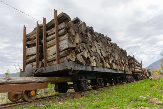 Одна п’ята незаконної деревини з України потрапляє до Польщі