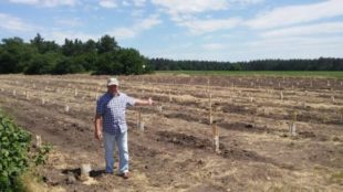 В Україні посадили перший промисловий сад ківі В Україні посадили перший промисловий сад ківі