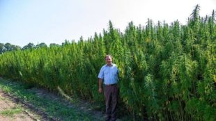 Мішель Терещенко продав свій конопляний бізнес через похід у політику Мішель Терещенко продав свій конопляний бізнес через похід у політику
