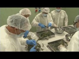 У Вроцлаві можна легально купити марихуану! Товар буде випускатися за рецептом