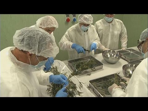 У Вроцлаві можна легально купити марихуану! Товар буде випускатися за рецептом