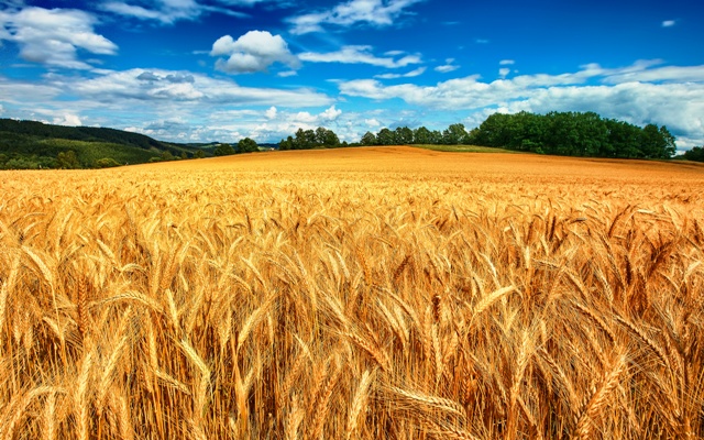 Основні ринки збуту української пшениці