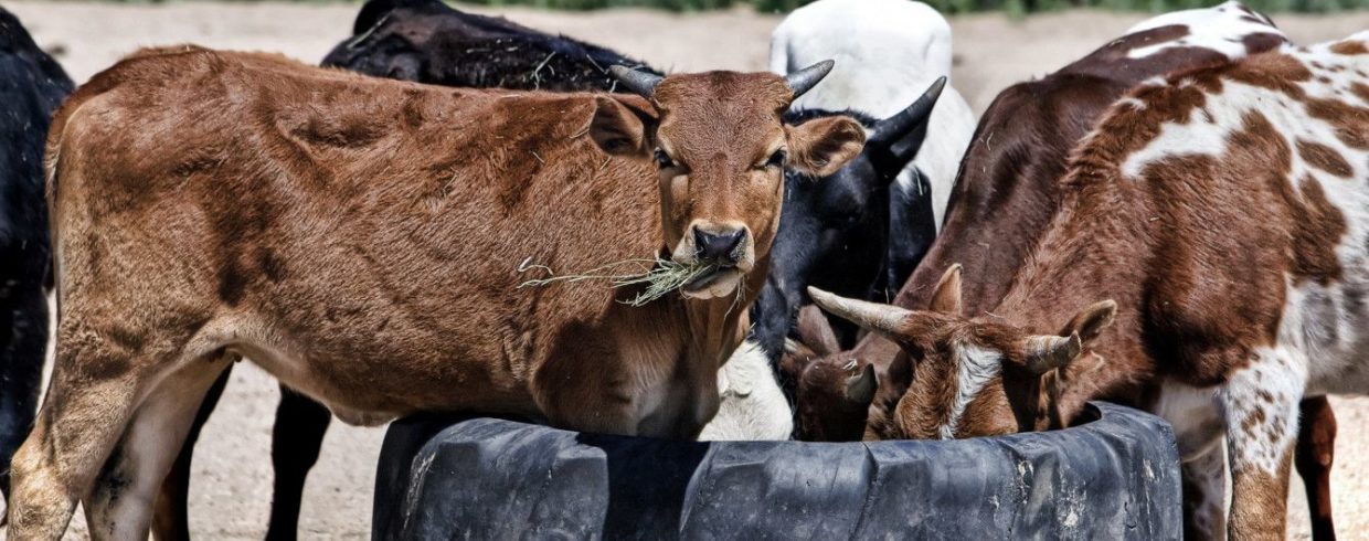 У Нижній Сілезії виявили «скажених» корів