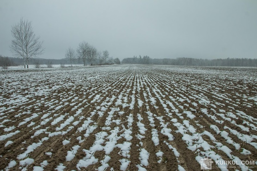 Господарство на Черкащині втратило майже половину посівів озимої пшениці