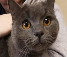 Приклад милосердя: президент Вроцлава взяв до себе кота, залишеного на вокзалі