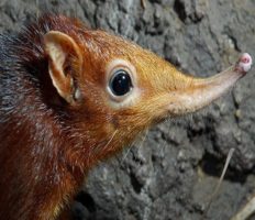 Вроцлавський африкаріум має нового жителя: землерийку