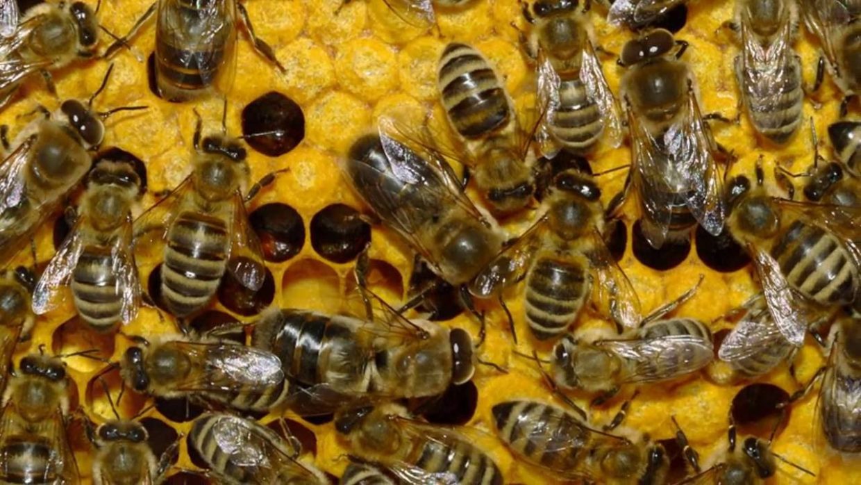 Нижня Сілезія отримає мільйон злотих на порятунок бджіл