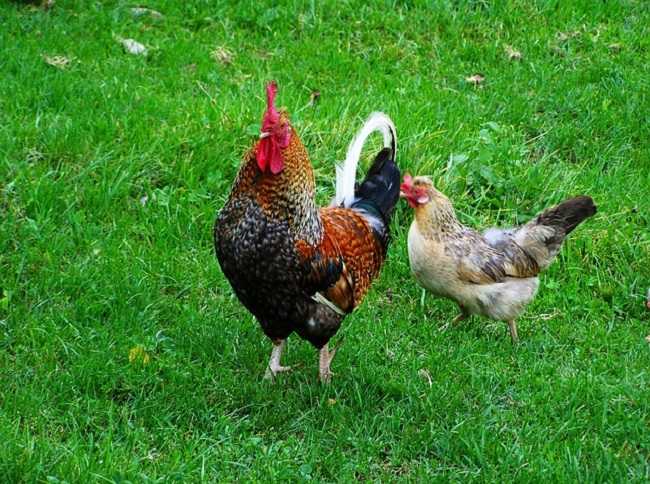 Єврокомісія хоче дозволити збільшити імпорт курятини з України