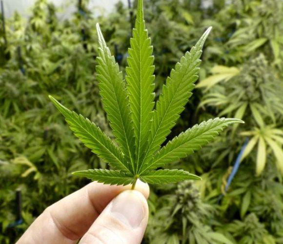 Підліток намагався продати вроцлавським поліціянтам… марихуану