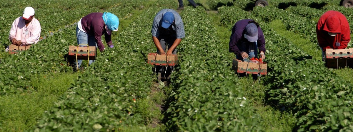 У Німеччині хочуть дозволити українцям працювати в сільському господарстві