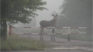 Дикі тварини Чорнобиля - фото