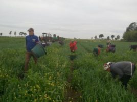 Чверть українських трудових мігрантів з Польщі збираються до Німеччини