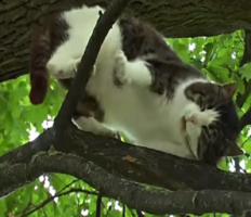 Дивина! В Польщі вже 6 років на дереві живе кіт, і спускатися вниз не збирається (відео)