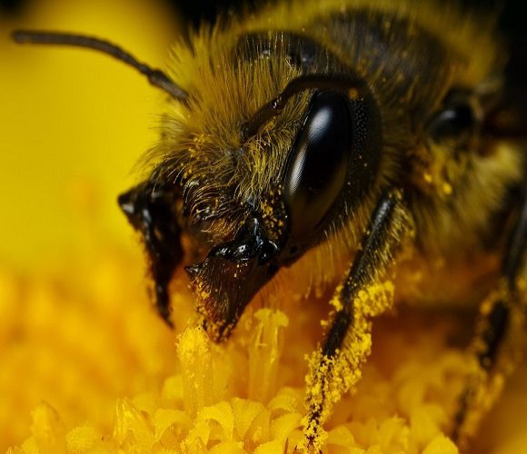 Бджоли оскаженіли: в Нижній Сілезії комахи заатакували туристів
