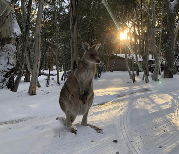 В Австралії випав сніг: кенгуру стрибають по заметах (+багато відео)