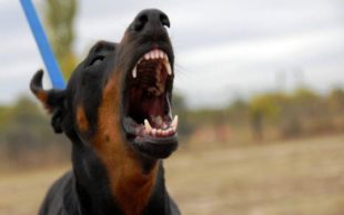 «Wy…ć na Ukrainę!» , — почула у відповідь на зауваження про вигул собаки без намордника