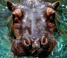 В Лодзькому зоопарку — рідкісне поповнення (відео)