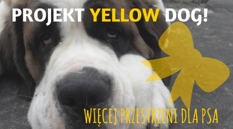 Проект «Жовтий собака» у Вроцлаві: візьми жовту стрічку