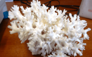 Українка хотіла ввезти у Польщу незвичну контрабанду: корал вагою понад 200г