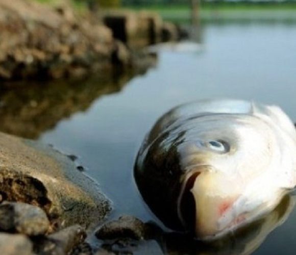 На Легницькому озері виявили понад 2 тонни мертвої риби