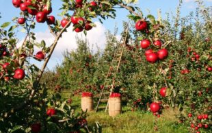 Польські аграрії скаржаться на брак українських заробітчан