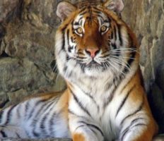 Співробітники двох польських зоопарків врятували від неминучої смерті «російських циркових» тигрів