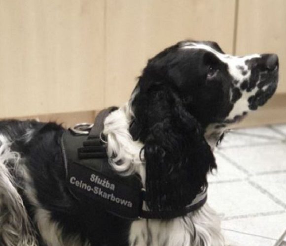 В Корчові службовий собака «занюхав» нелегальні сигарети, які перевозив українець