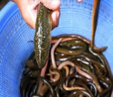 Українець намагався перевезти через кордон 150 кг вугра: може сісти на 5 років