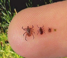 Через теплу зиму Польщу атакують кліщі