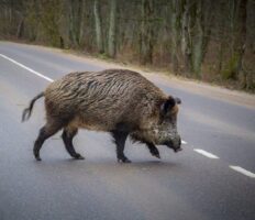 В Польщі загинула молода водійка, яка намагалася не збити дикого кабана на дорозі