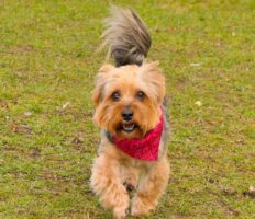 В Польщі жінка викинула собаку з вікна 3-го поверху: тварина не вижила