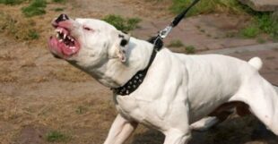 Агресивний амстафф в Польщі покусав дітей на дитячому майданчику