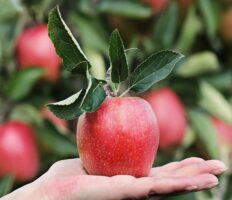 Міністр сільського господарства закликав поляків влаштуватись на сезонну роботу та оголосив про зміни для українців