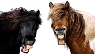 Казочка про е-вибори Казочка про е-вибори