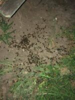 Прикро, що землевласники не оцінюють ризиків результатів своїх дій