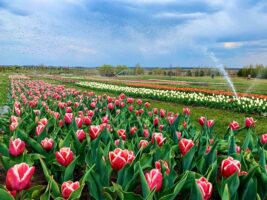 У парку під Києвом зацвіли 1 мільйон тюльпанів: фото