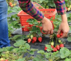 Українцям, котрі приїхали на сезонну роботу до Польщі, дозволили відбувати карантин… в полі Українцям, котрі приїхали на сезонну роботу до Польщі, дозволили відбувати карантин… в полі