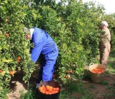 У Польщі розшукують 70 українців, які перетнули кордон, але до роботодавця не потрапили