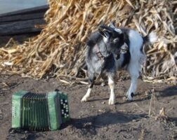«Ей полковник, відправ до мене в кабінет двох толкових підполковників. - Для чого, пане генерале? – Та шафу треба пересунути.»