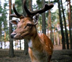 Ідеш в Польщі по гриби? Будь обережний, бо олені атакують людей (фото та відео)