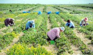 Більше 500 тисяч українських заробітчан платять податки в Польщі