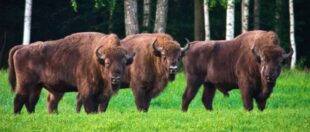 У Польщі троє зубрів втекли у пошуках смаколиків