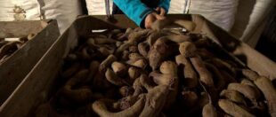 Фермер в Польщі має викинути понад тисячу тонн буряків, бо ті виросли… криві