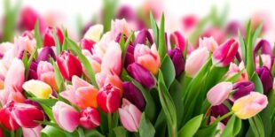 26 травня у Польщі відзначають День матері