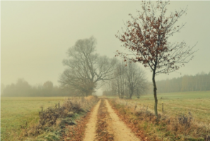 На польсько-литовському кордоні затримано 12 громадян Сирії