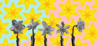 Жовті квіти на вулицях Варшави. 79 річниця повстання у варшавському ґетто