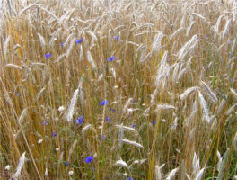 ООН: 4,5 мільйона тонн збіжжя заблоковано в українських портах ООН: 4,5 мільйона тонн збіжжя заблоковано в українських портах