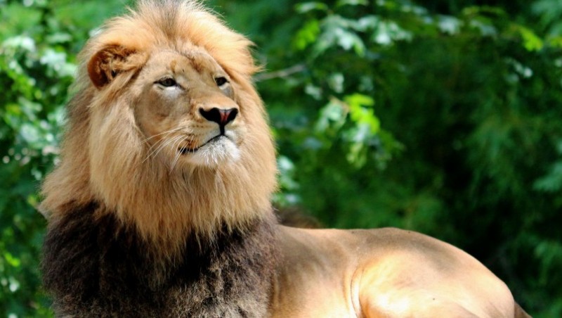 Польський зоопарк врятував більше 200 звірів з України